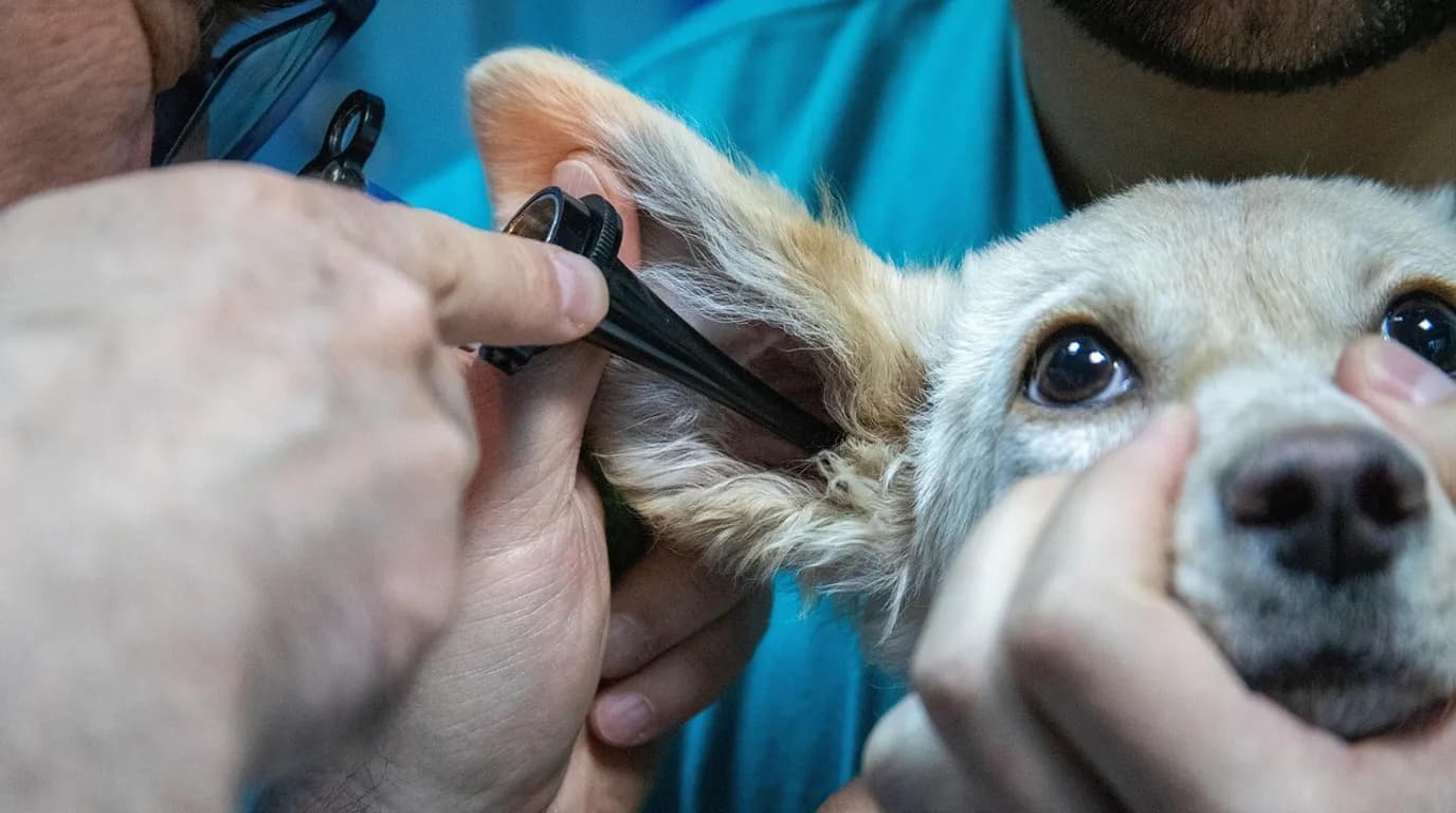 Veterinary Clinics: staff at work in the business, where Reflys automates customer conversations
